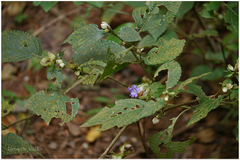 Nilgirianthus lupulinus